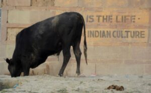 Vaca em Varanasi