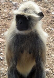 Macaco no Monte Gridhrakuta (Pico do Abutre), Rajgir