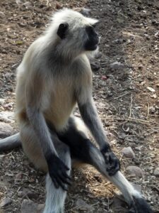 Macaco no Monte Gridhrakuta (Pico do Abutre), Rajgir