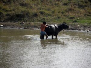 Boi na Índia rural