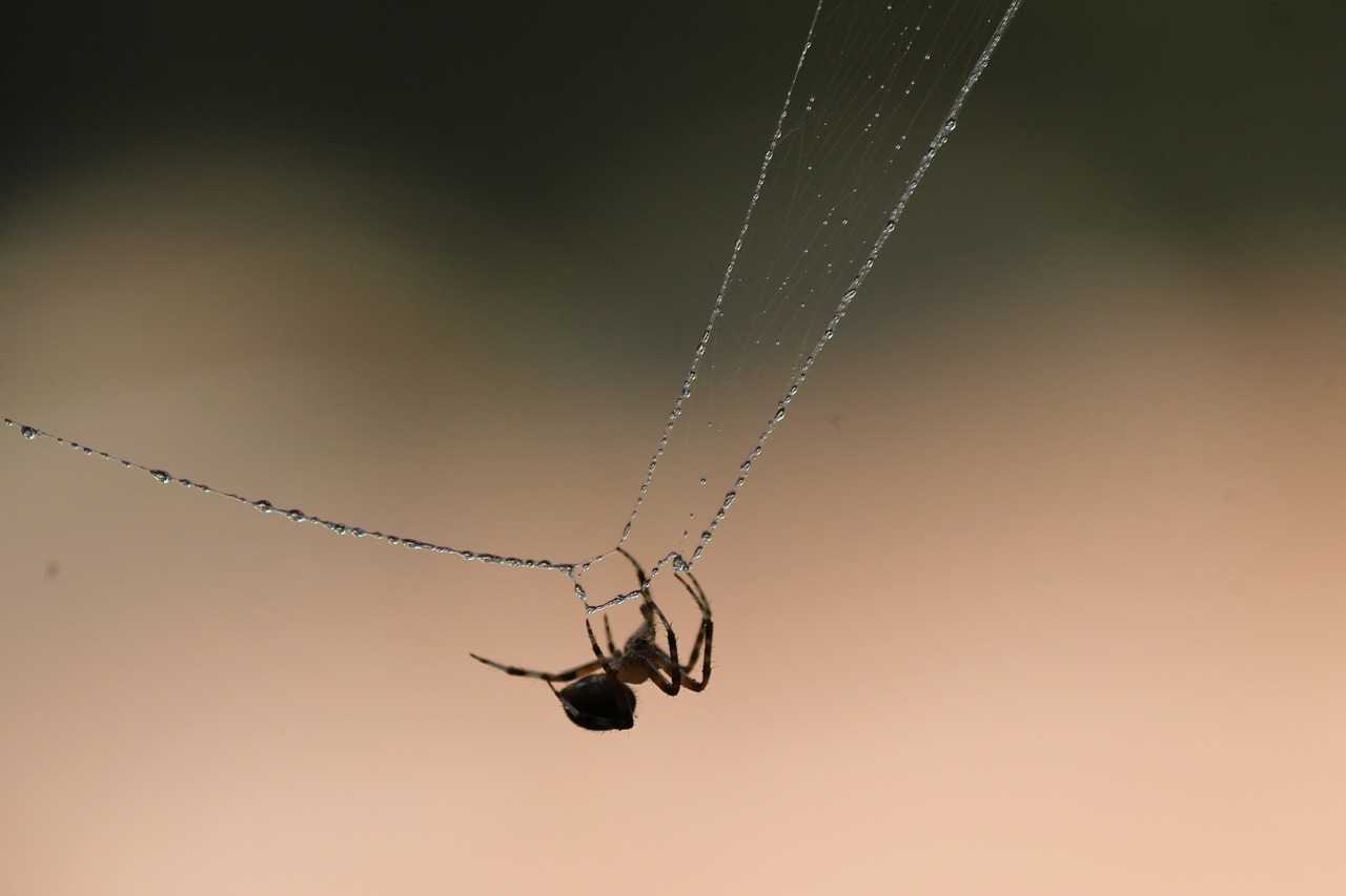 Conto] Kantaka e o Fio de Aranha - Olhar Budista